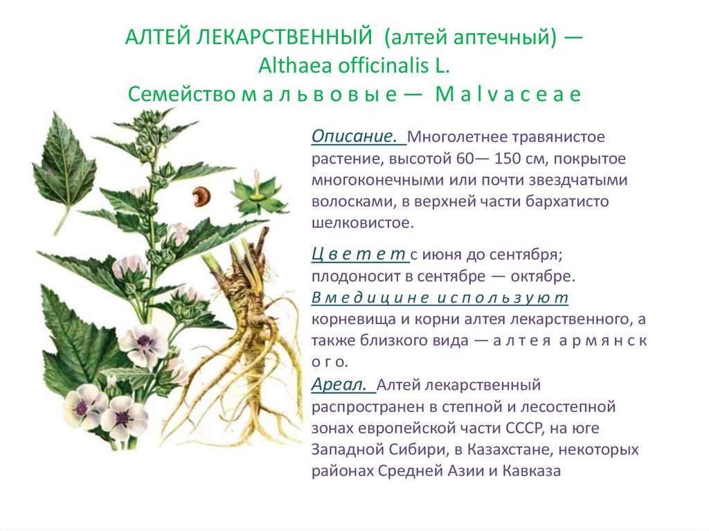 Алтей трава: лечебные (полезные) свойства и противопоказания
