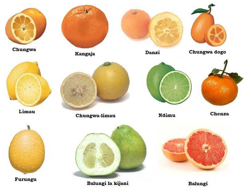 Полезные свойства, витаминно-минеральный состав, пищевая ценность и виды цитрусовых: лимон, апельсин, грейпфрут, лайм, кумкват, мандарин, помело Противопоказания к употреблению плодов