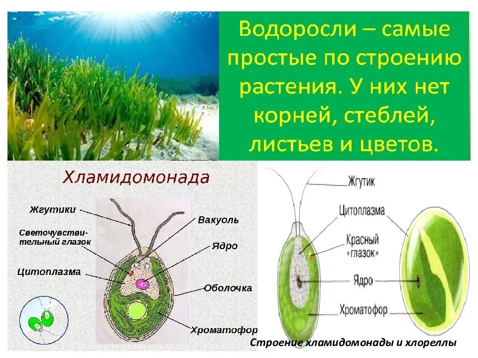 Строение водоросли хламидомонады. Хлорелла водоросль строение. Биология строение одноклеточных водорослей. Одноклеточные зеленые водоросли 5 класс биология.