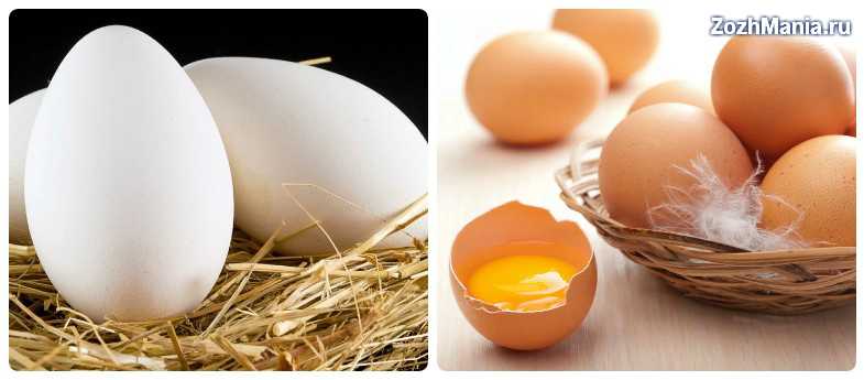 Гусиные яйца в рационе: польза и вред