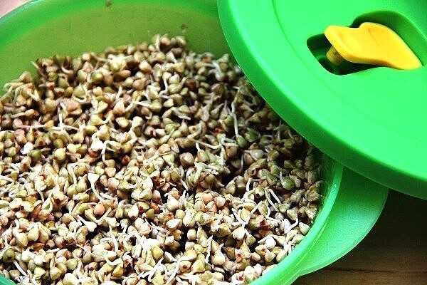 Пророщенная пшеница: польза и вред, как употреблять ростки, сколько есть зёрен, чем полезна для организма женщин и мужчин, как нужно есть