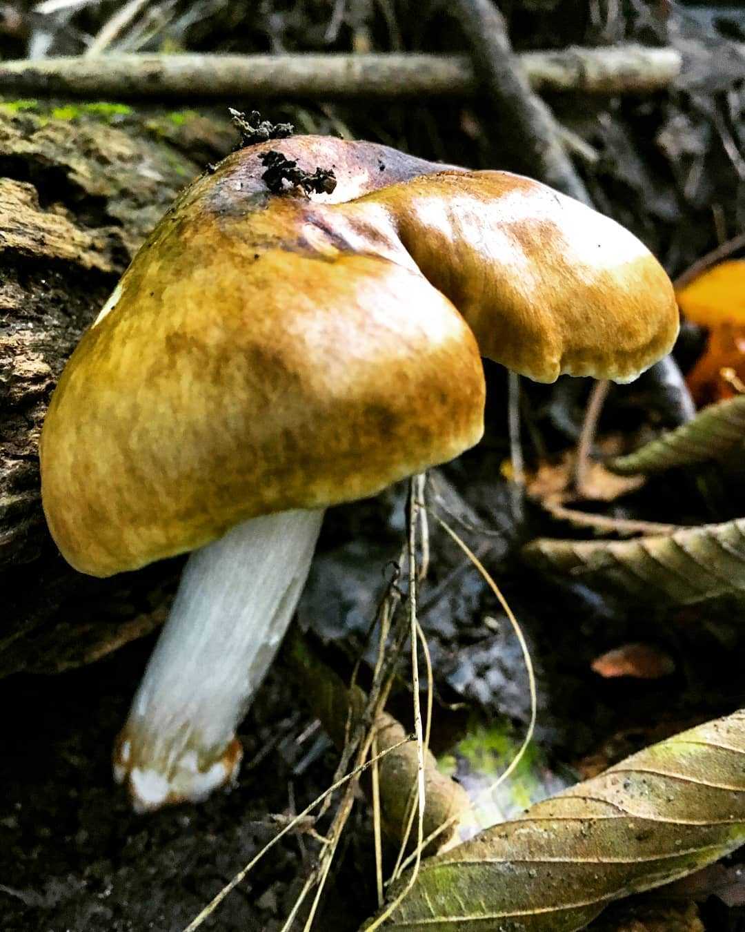 Съедобные грибы — классификация, категории, особенности