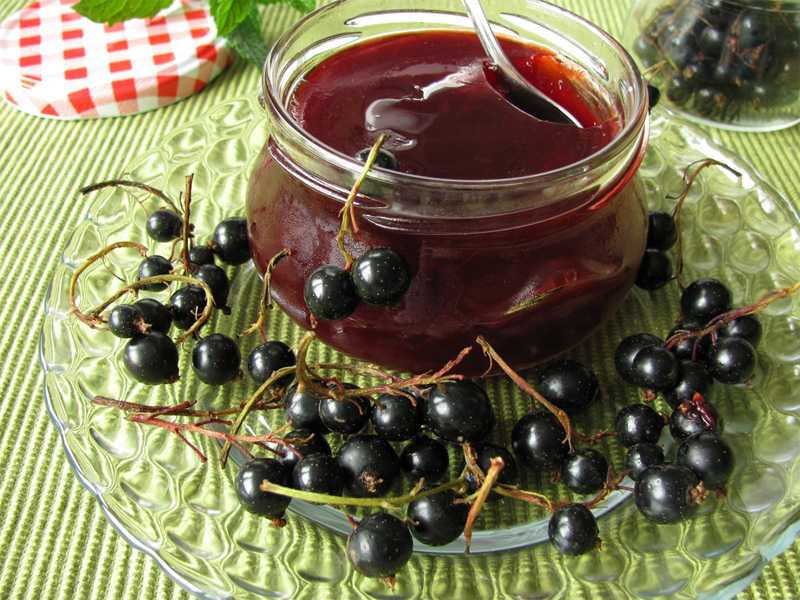 Черная смородина: полезные свойства для организма, состав и калорийность ягоды
