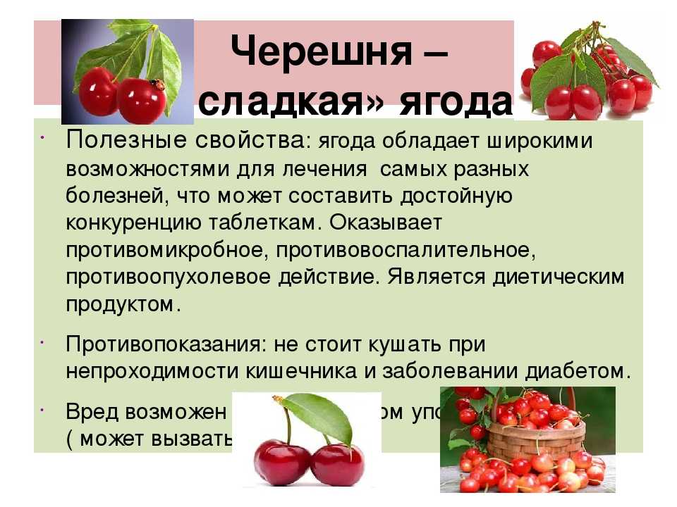 Польза и вред вишни — 8 доказанных свойств для здоровья организма, а также противопоказания