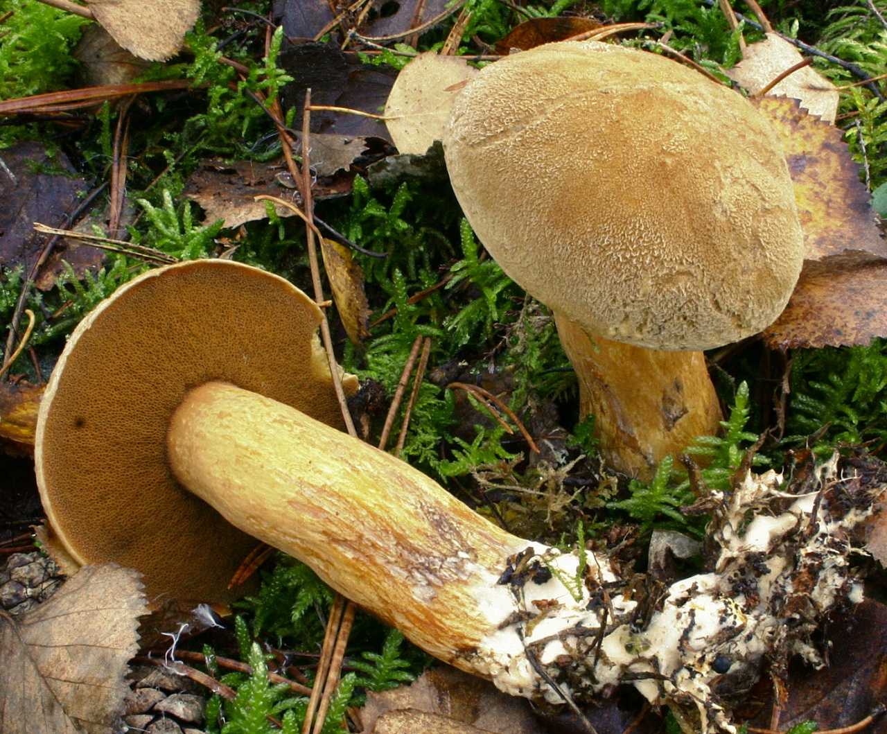 Польский гриб (моховик каштановый): фото и описание, самый полезный среди моховиков