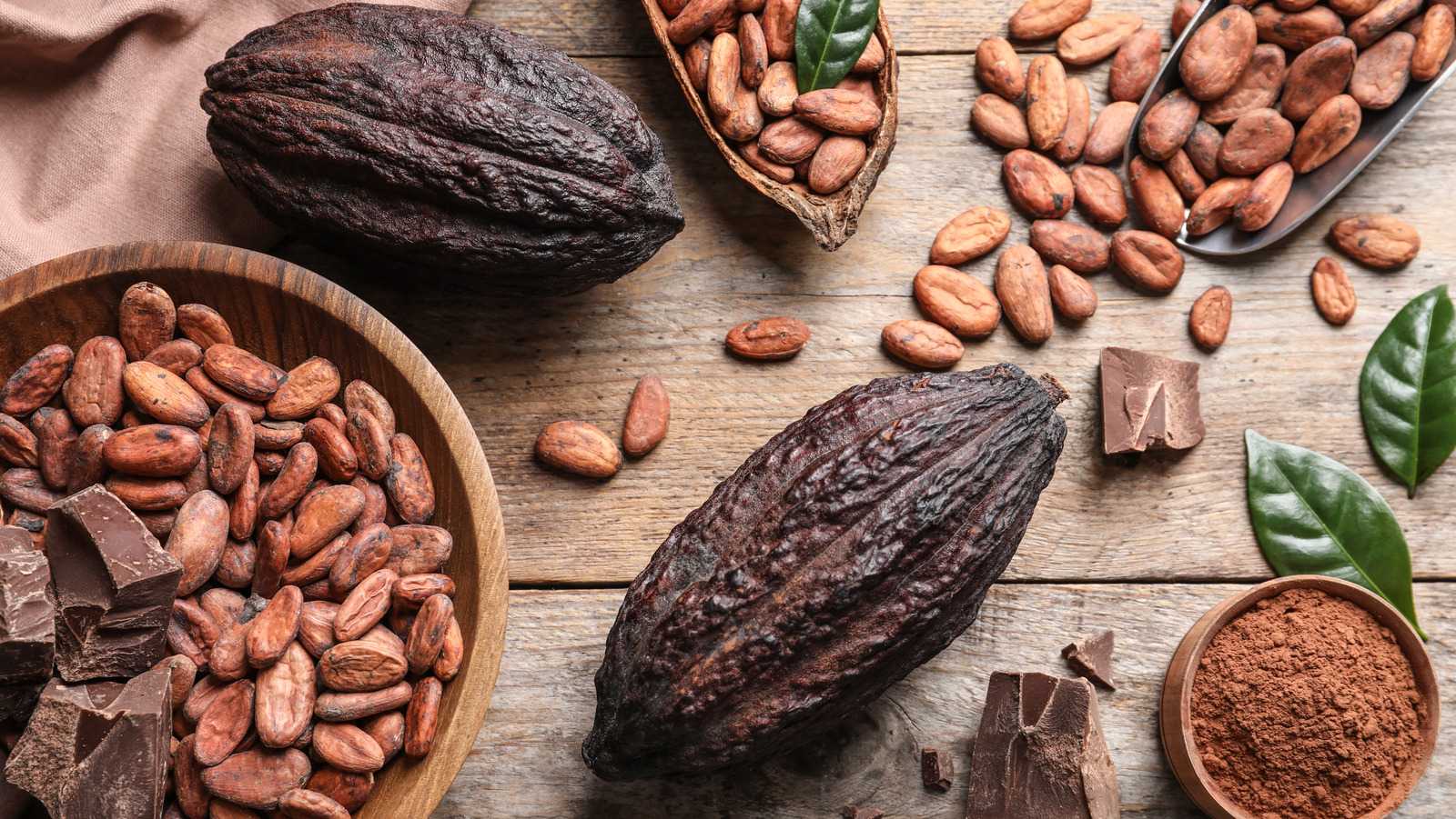 Какао-бобы: состав, польза, противопоказания, рецепты блюд