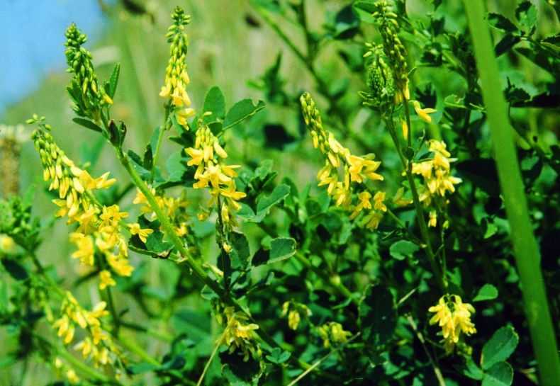 Донник (трава) – лечебные свойства и противопоказания лекарственного растения