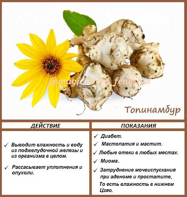 Топинамбур: какую пользу и вред скрывает в себе корнеплод. полезен ли овощ для организма ребенка, всё о калорийности топинамбура - автор екатерина данилова - журнал женское мнение