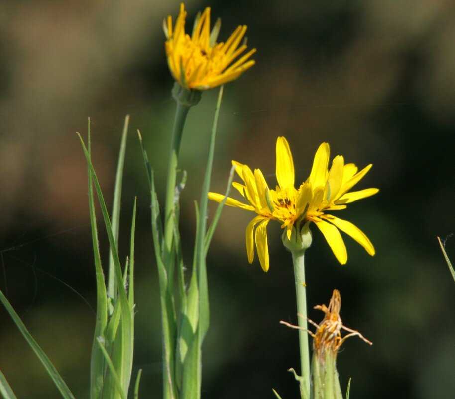 Чабрец — 8 лечебных свойств и противопоказания, применение травы в медицине