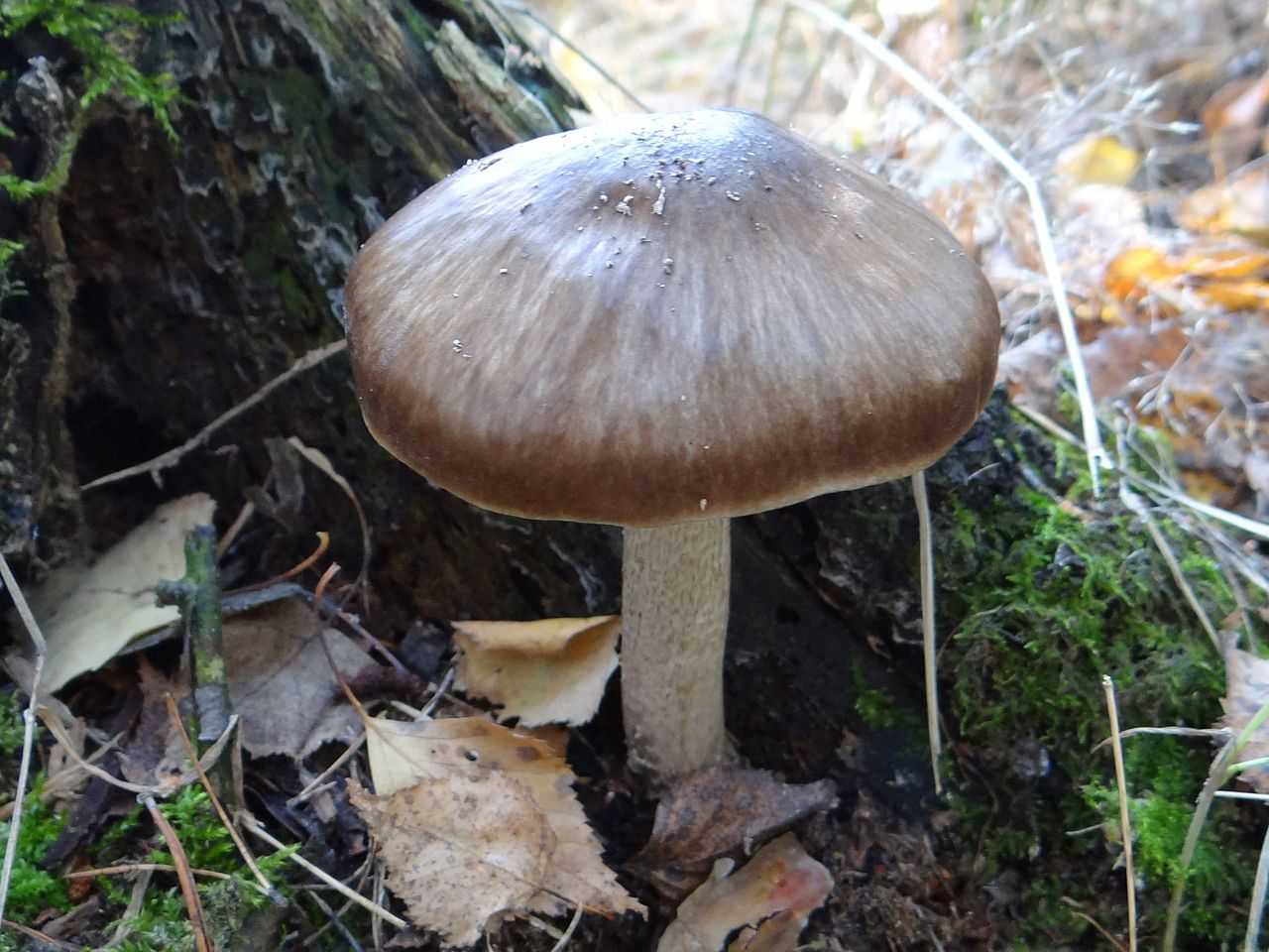 Плютей олений - фото этого гриба с подробным описанием его свойств