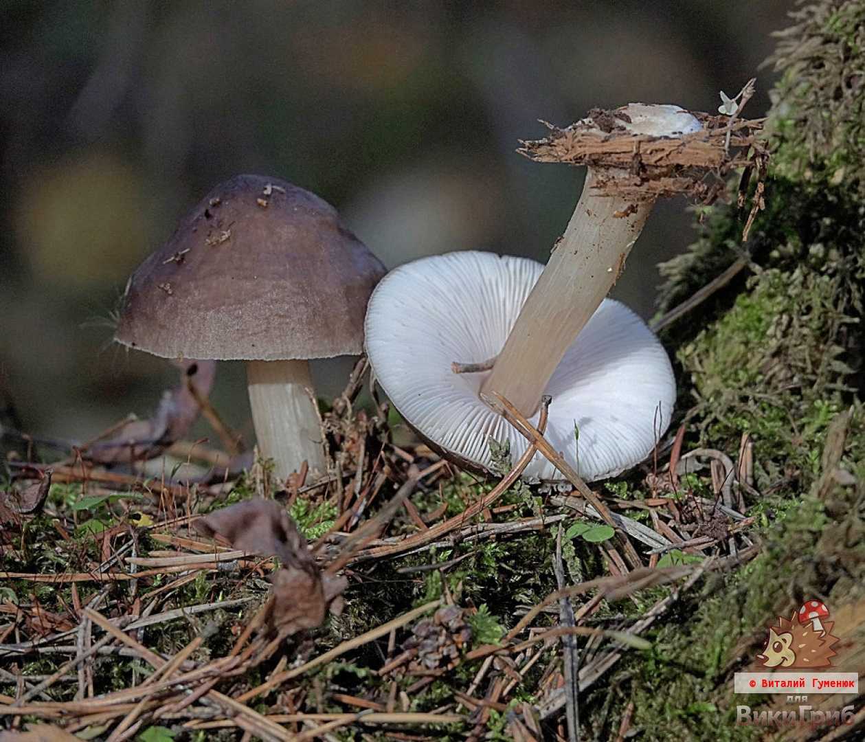 Шампиньон полевой 🍄 (14 видов съедобных грибов)