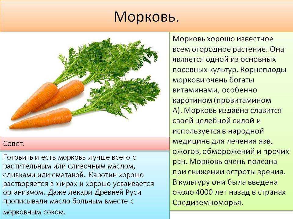 Полезные свойства моркови. состав, противопоказания. фото — ботаничка