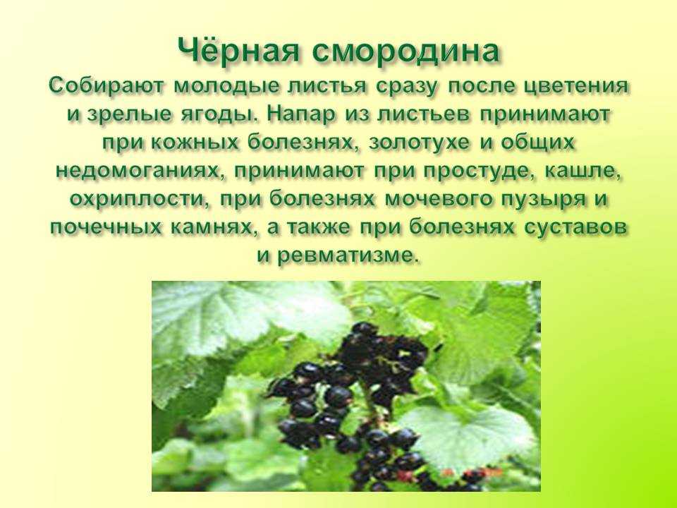 Листья черного польза. Смородина листья полезные. Смородина лекарственное растение. Смородина чёрная листья. Полезные качества смородины.