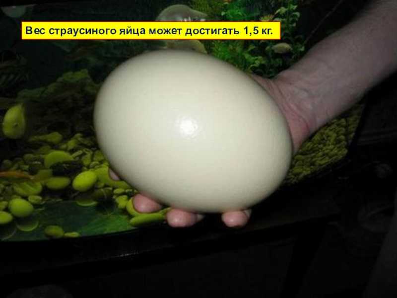 Яйцо страуса — размеры, хранение, выращивание и особенности выбора страусиных яиц (110 фото и видео)