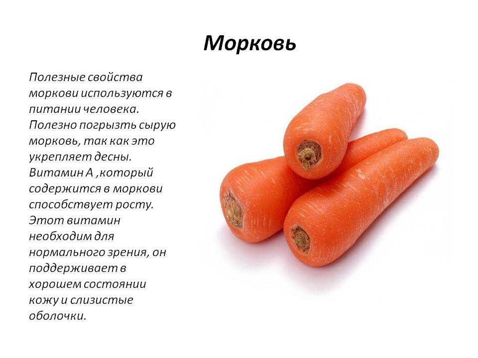 Морковь - польза и вред вареной и сырой моркови для организма