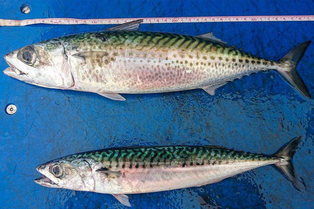 Рыба скумбрия - описание полезных свойств и правила употребления