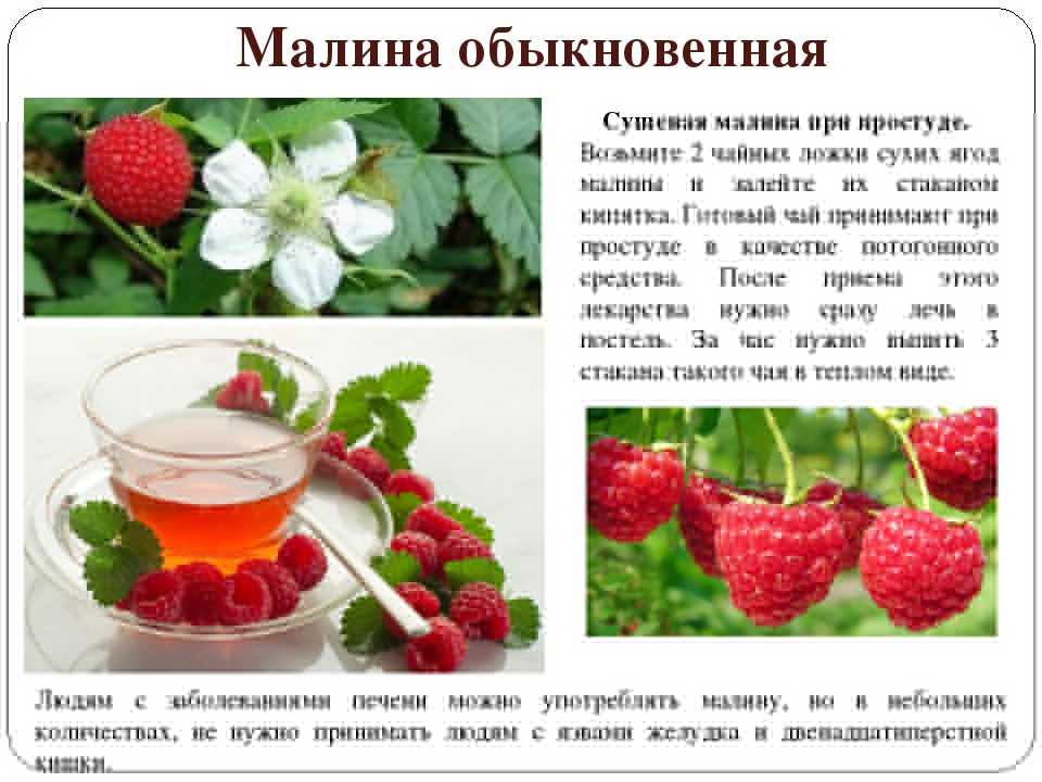 Малина – польза и вред ягод, листьев, веточек для здоровья женщин и мужчин