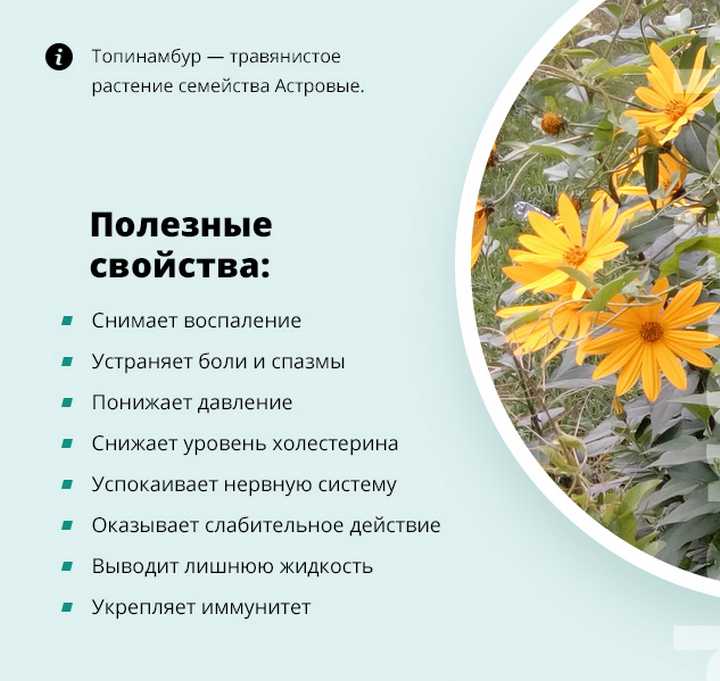 Топинамбур: посадка, уход в открытом грунте, вред и польза, виды и сорта, фото
