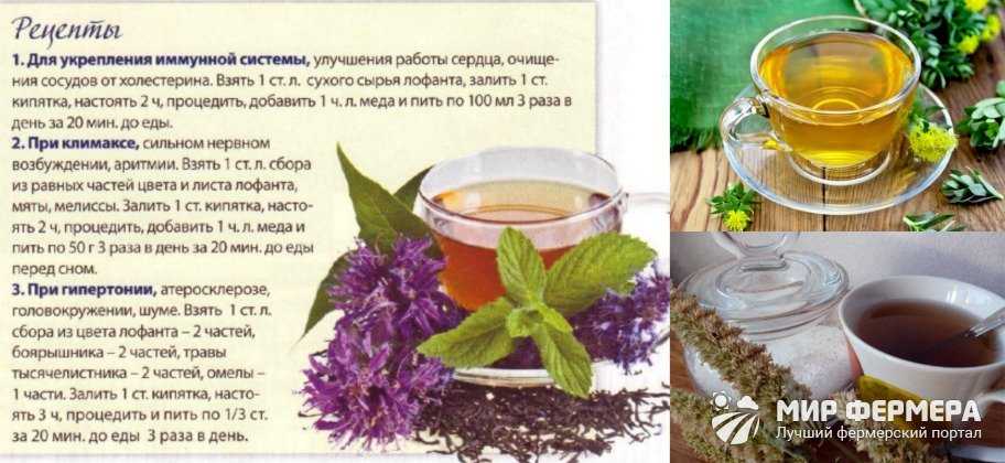 Какие травы можно пить вместо чая. Лофант тибетский чай. Тибетская трава лофант. Рецепт лекарственного чая. Лечебные чаи из трав рецепты.