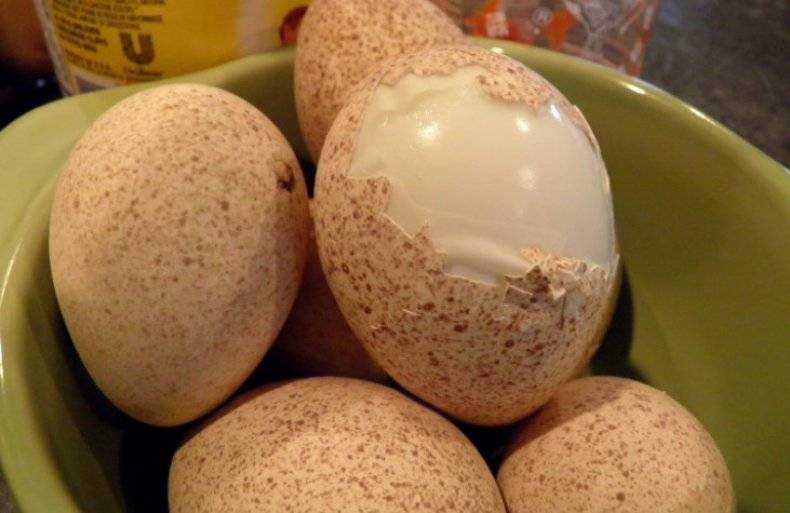 Индюшиные яйца: можно ли есть? польза и вред, как выглядят?