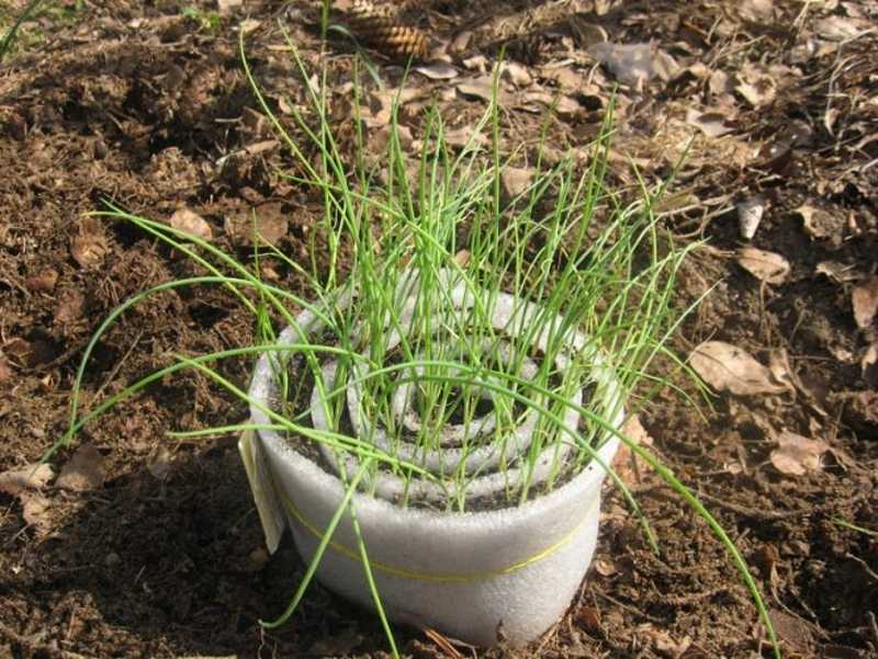 Шнитт-лук: описание, выращивание и сорта растения