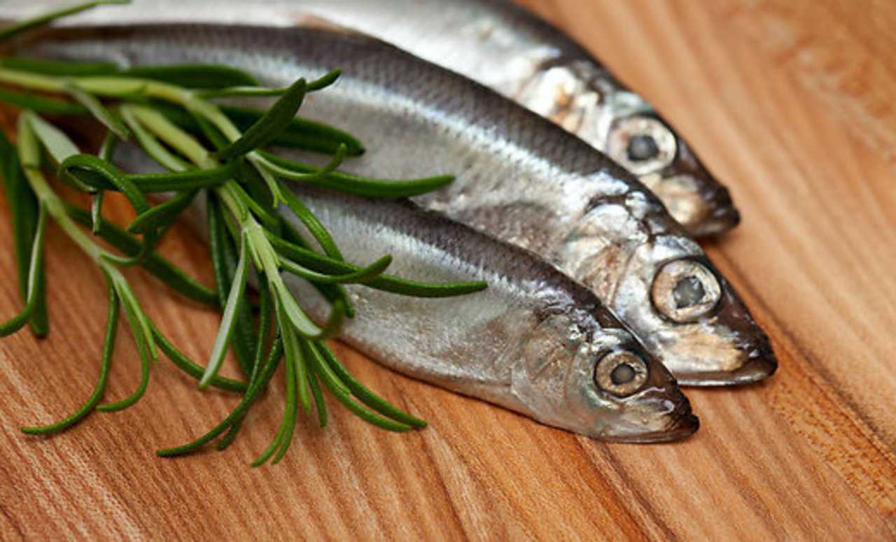 Рыба салака - полезные свойства и секреты приготовления