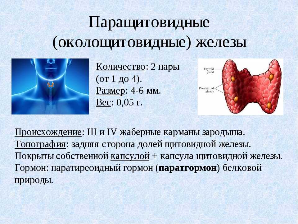 Щитовидная железа нормальная функция. Заболевания паращитовидной железы. Нарушения околощитовидной железы. Функции паращитовидных желез в организме человека. Щитовидная и паращитовидная железы.