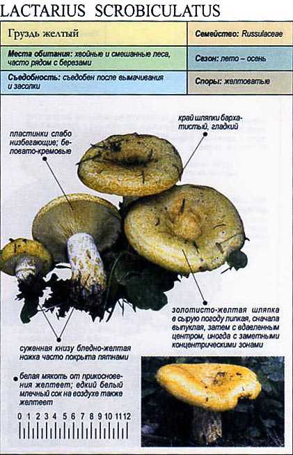 Грузди и подгруздки: описание, фото, где и когда собирать, применение грибов