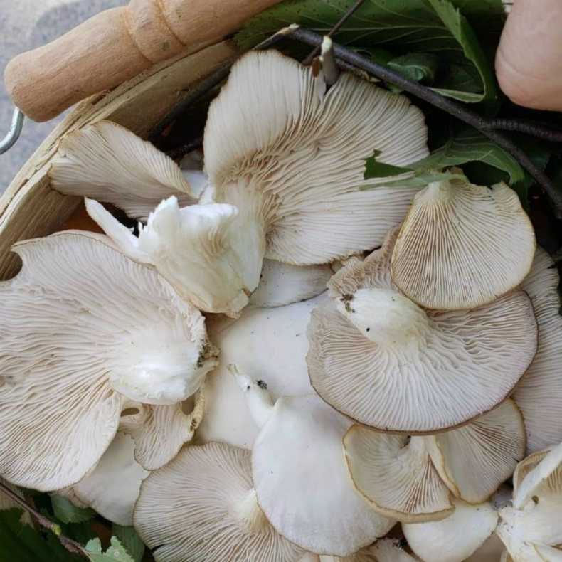 Вешенки грибы - фото съедобные виды, описание