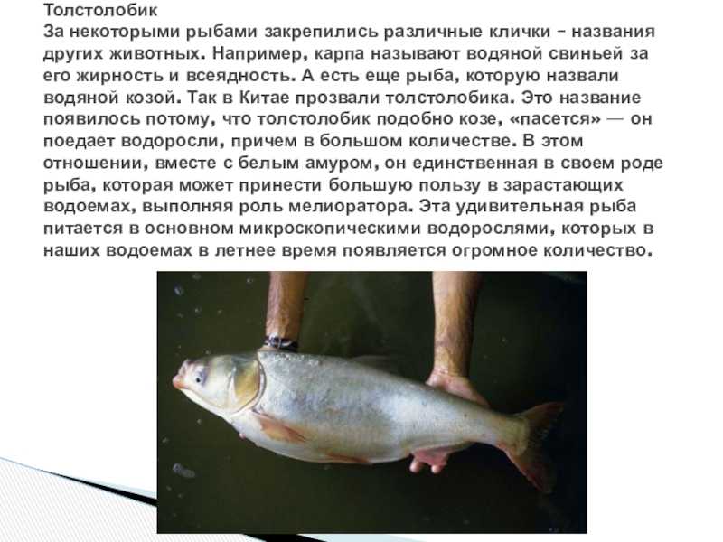 Рыба толстолобик содержание полезных веществ, польза и вред, свойства