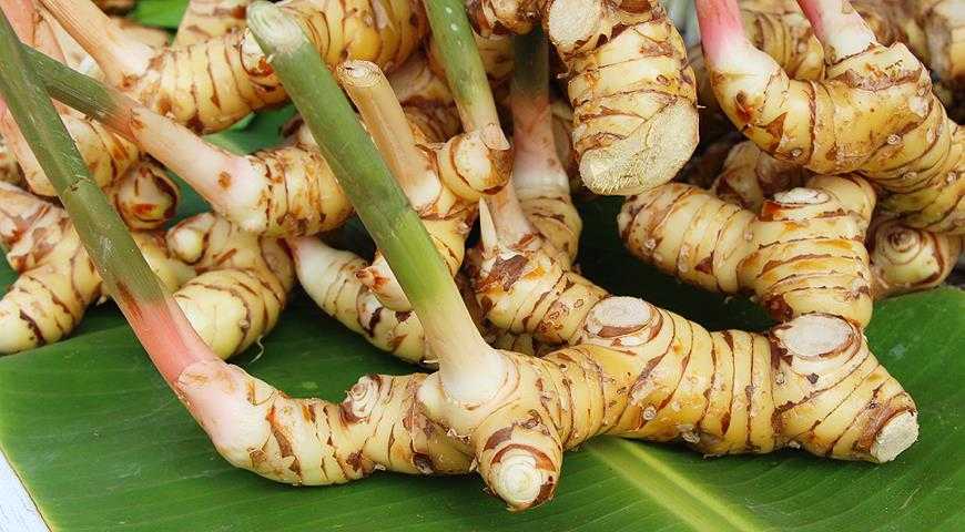 Галангал (калган): полезные свойства | food and health