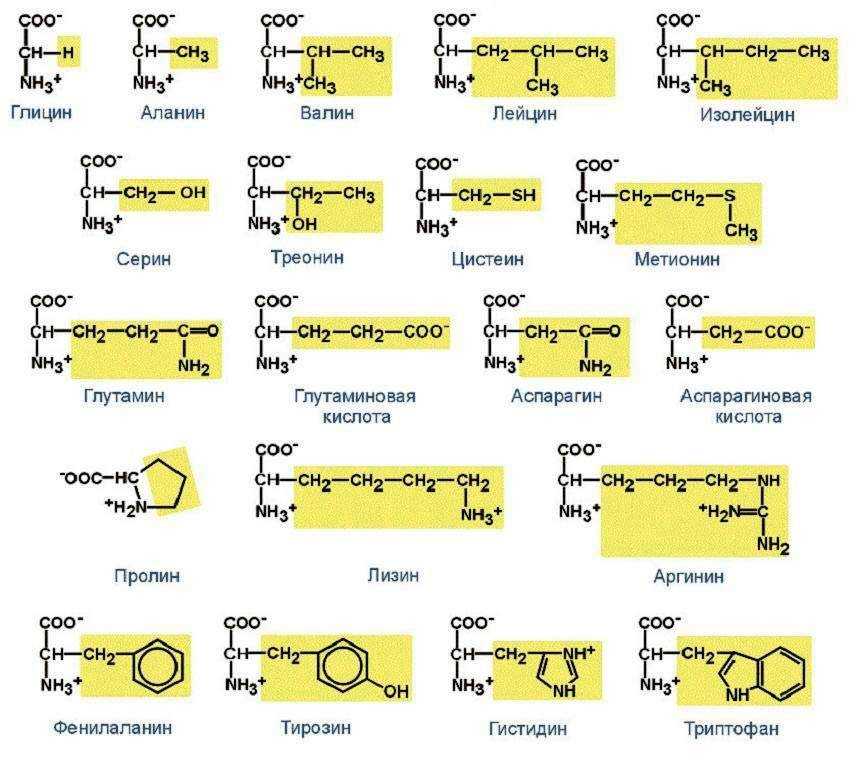 Заменимые и незаменимые аминокислоты в таблице