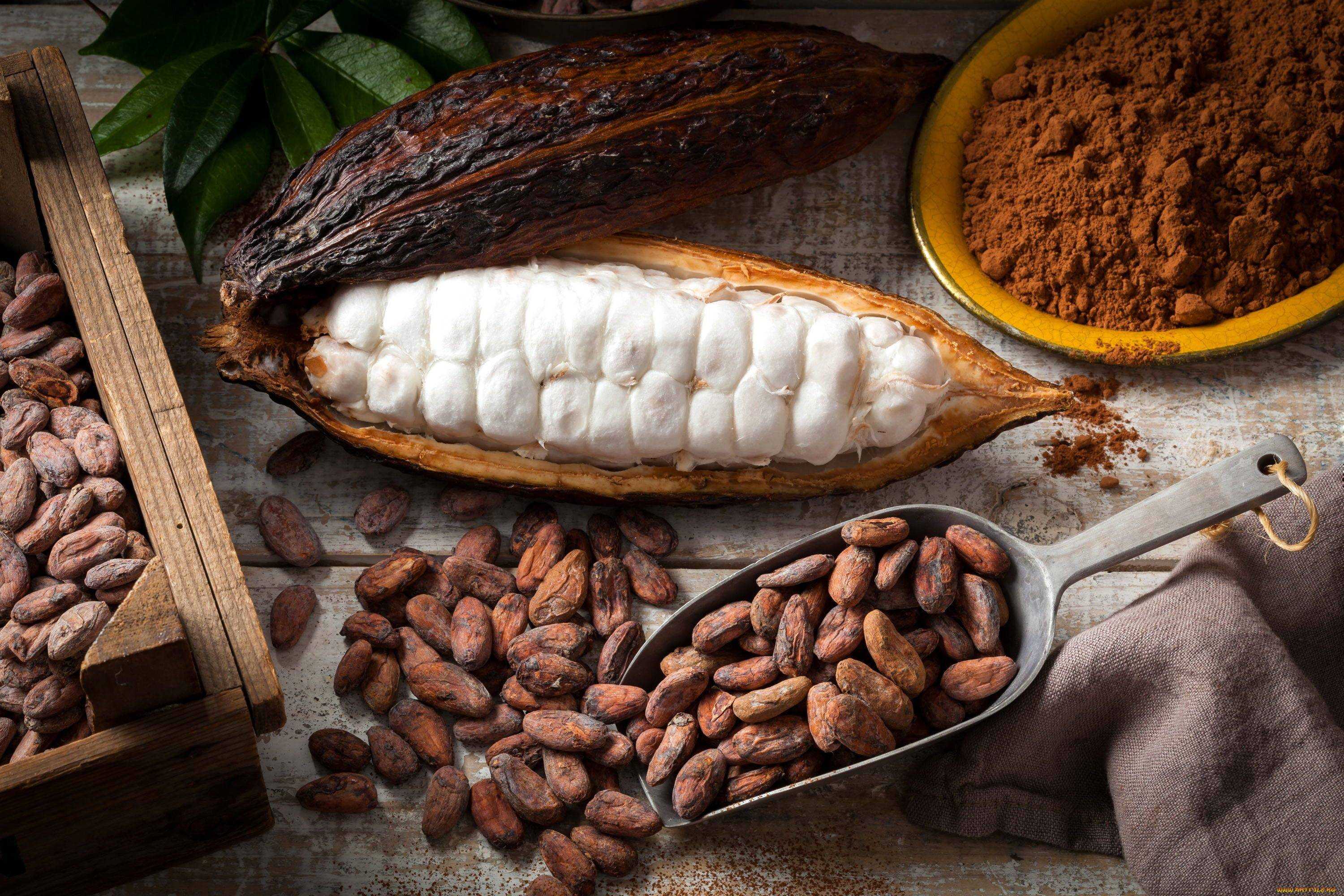 Из чего делают какао, состав, производство, откуда получают