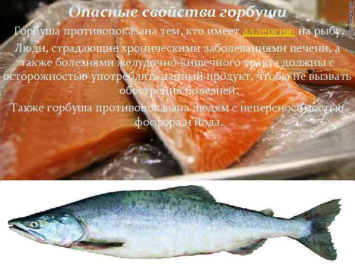 Полезные свойства горбуши для здоровья Химический состав и калорийность рыбы Правила выбора горбуши Рецепты приготовления и засолки