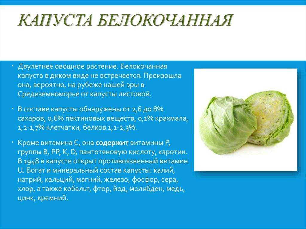 Капустные овощи таблица. Капуста белокочанная состав витаминов. Пищевая ценность капусты белокочанной свежей. Витамин с в капуста белокочанная на 100 г. Витамины в капусте белокочанной.