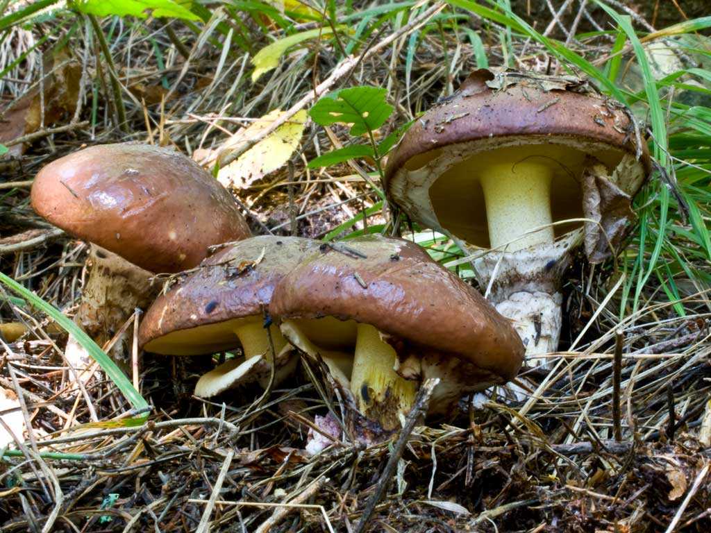 Есть гриб масленок. Масленок Suillus. Гриб Suillus luteus. Болетовые маслята свинушки. Маслёнок обыкновенный грибы.