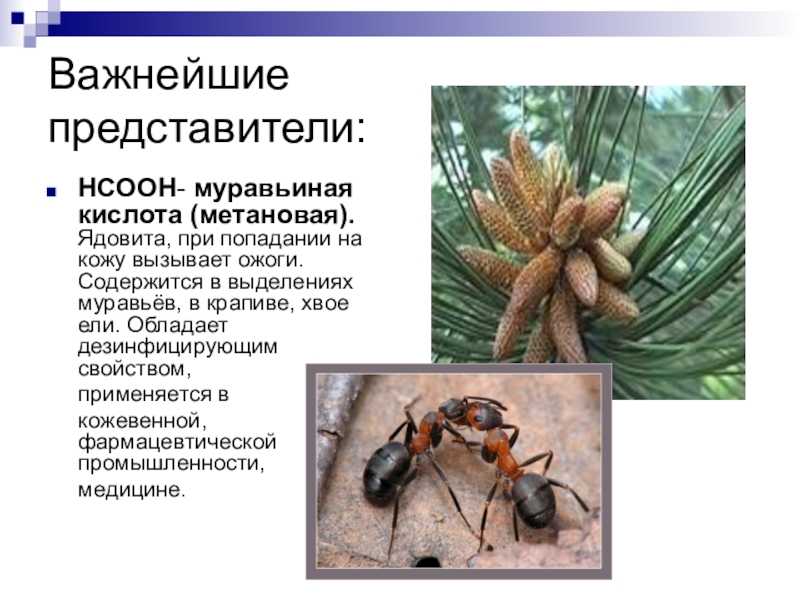 E236 муравьиная кислота - действие на здоровье, польза и вред, описание