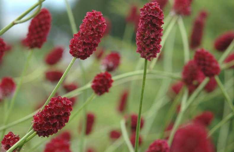Кровохлебка — самые красивые сорта для сада. описание и фото — ботаничка