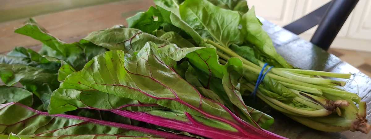 Польза и вред свеклы для здоровья человека: кому можно и нельзя есть этот овощ