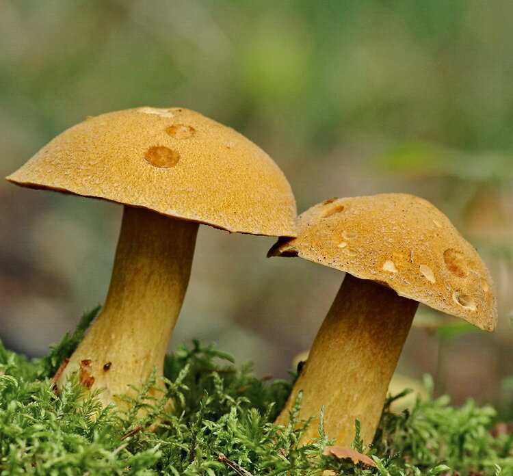 Съедобные грибы моховики: где растут, полезные свойства