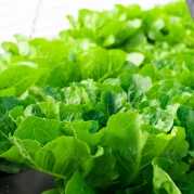 Салат романо содержание полезных веществ, польза и вред, свойства