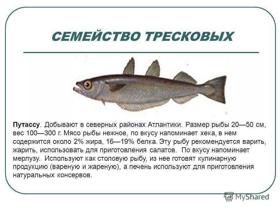 Рыба путассу - польза, вред и рецепты приготовления