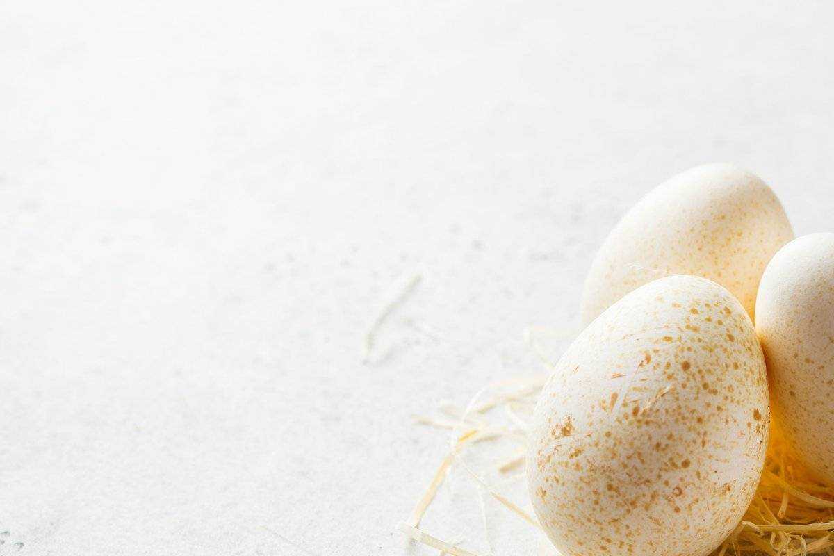 Индюшиные яйца: можно ли есть? польза и вред, как выглядят?