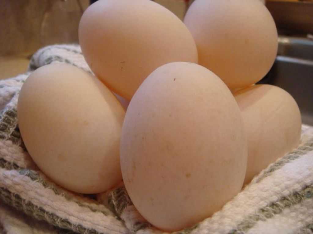 Утиные яйца: стоит ли включать в меню необычный продукт