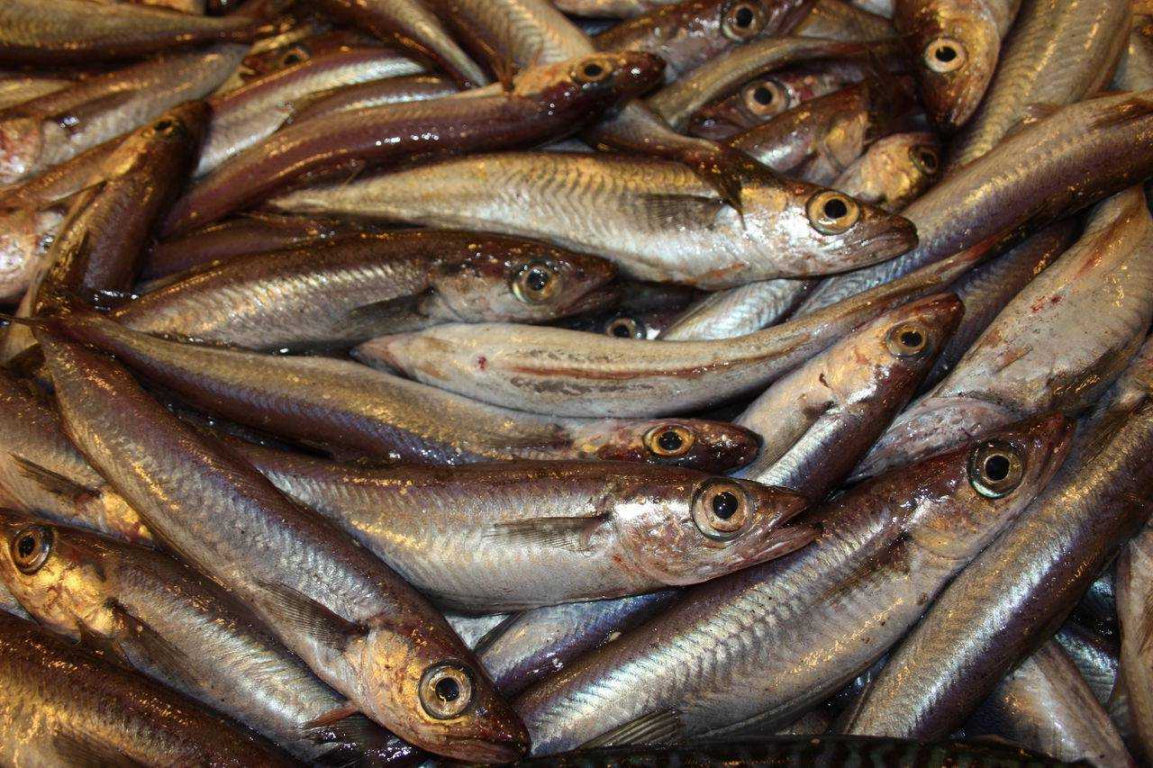 Рыба путассу: польза и вред океанской рыбки. какими полезными свойствами обладает и может ли быть вред от путассу - автор екатерина данилова