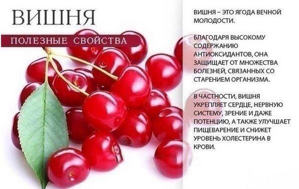 Вишня это ягода или фрукт, чем она полезна для здоровья