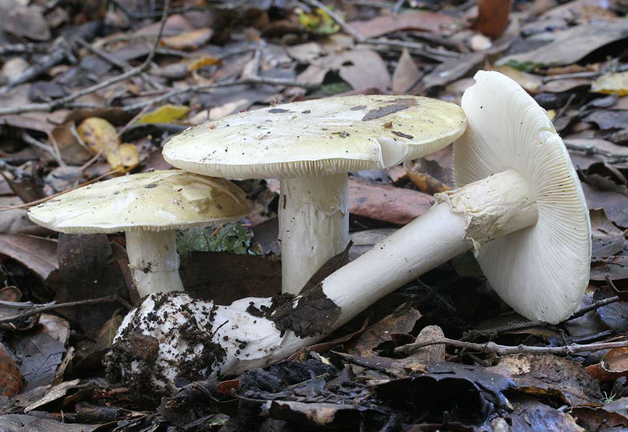 Отравление ядовитыми грибами. симптомы и признаки. первая помощь при отравлении, что делать? профилактика отравлений грибами. :: polismed.com