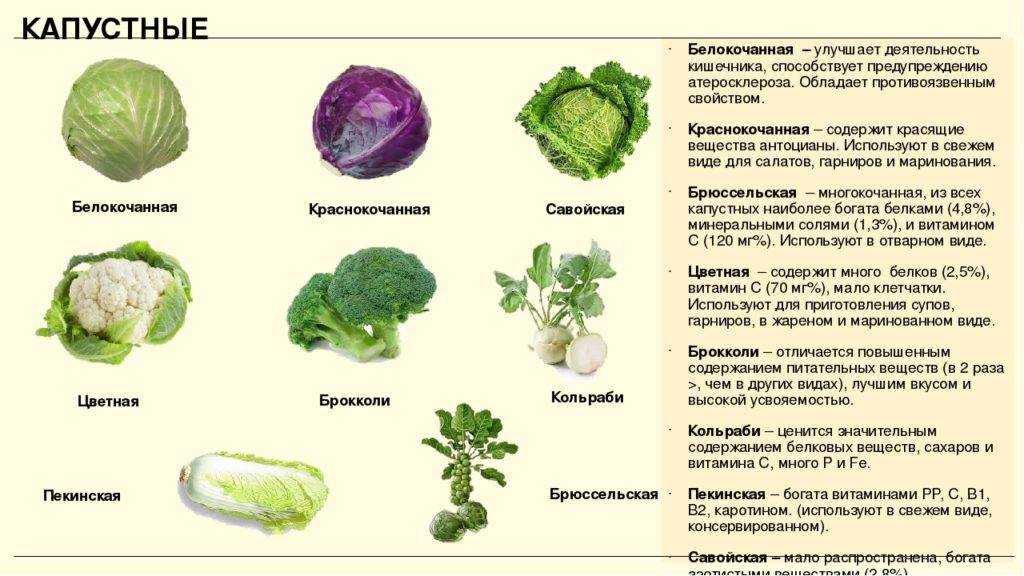 Капуста савойская: что это такое, как овощ выглядит на фото, для чего используется, а также его сорта, польза и вред, советы по выращиванию, уходу и хранению русский фермер