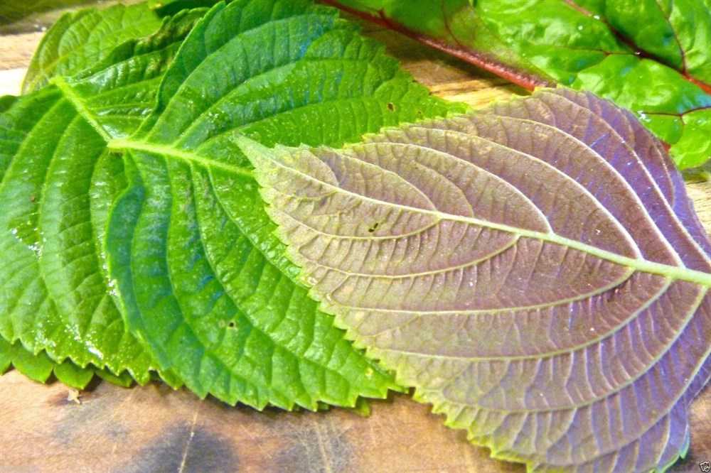Мирт: полезные свойства и лечебные, применение листьев и иных частей лекарственного растения, противопоказания, и чем вреден, как выращивать?