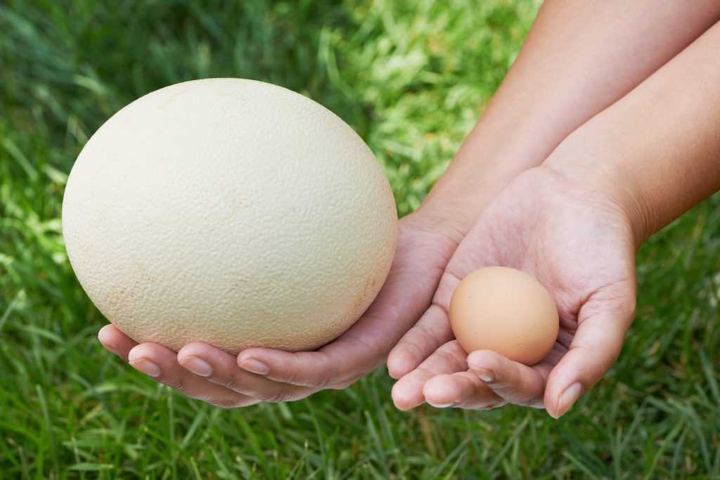 Страусиное яйцо: вес, размер, сравнение с куриным яйцом, варианты приготовления